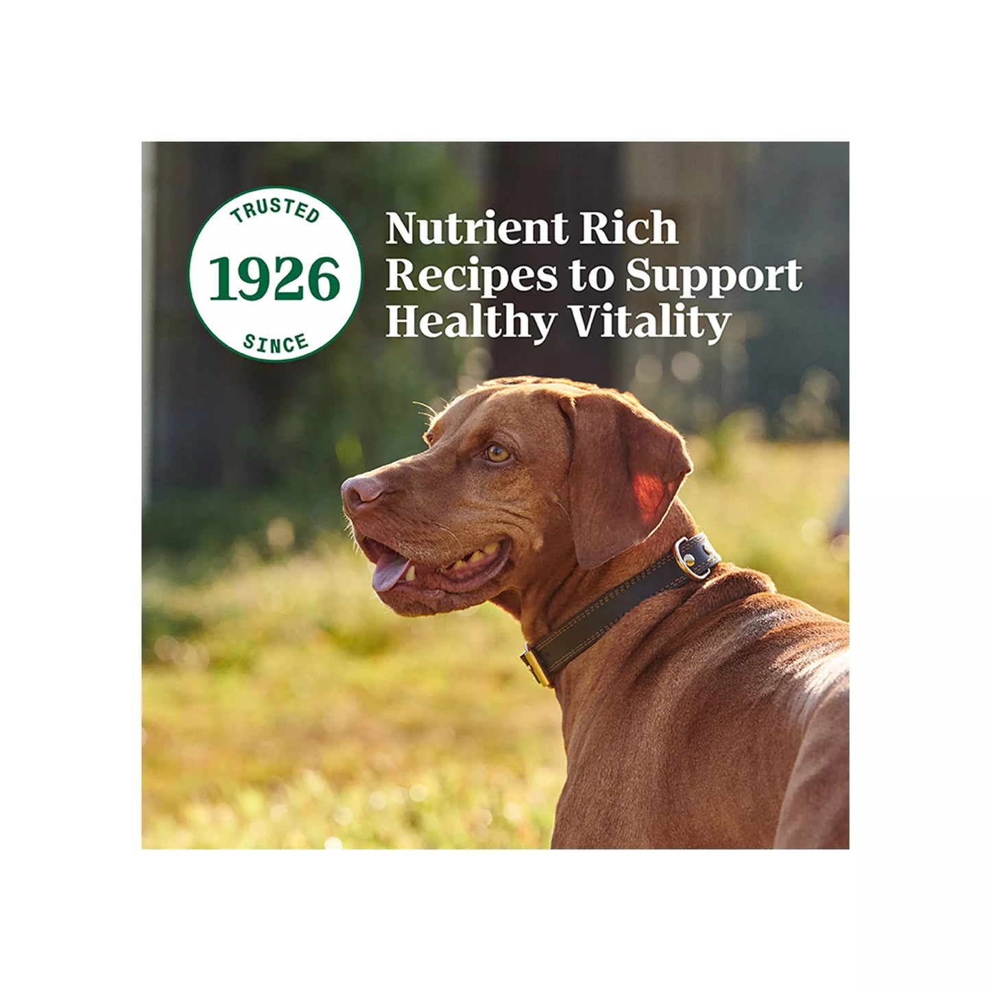 Nutro Natural Choice™ Cuts in Gravy Adult Wet Dog Food - Grain Free, Variety Pack, 24 Count