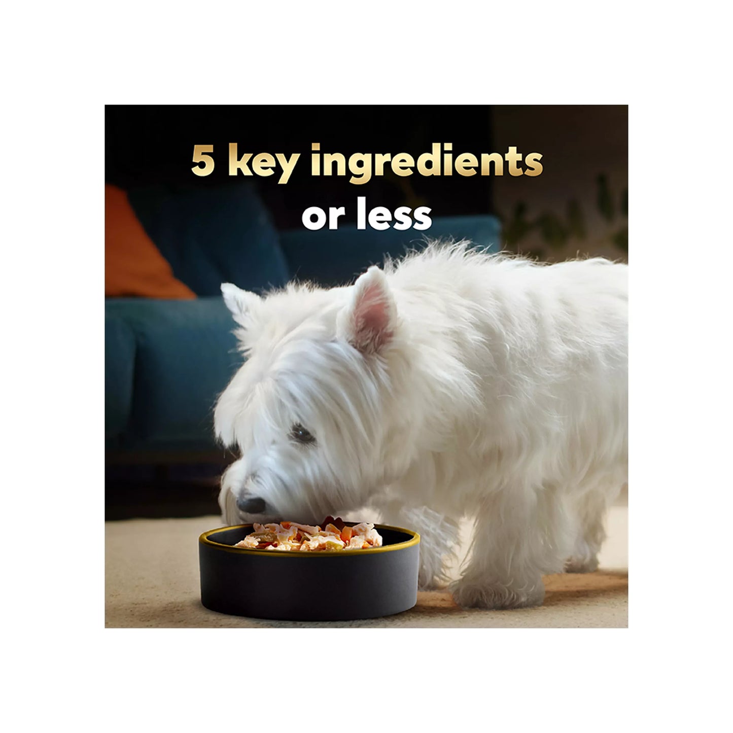 Cesar® Simply Crafted All Life Stage Wet Dog Food & Meal Topper - Grain Free, Variety Pack, 16 Count