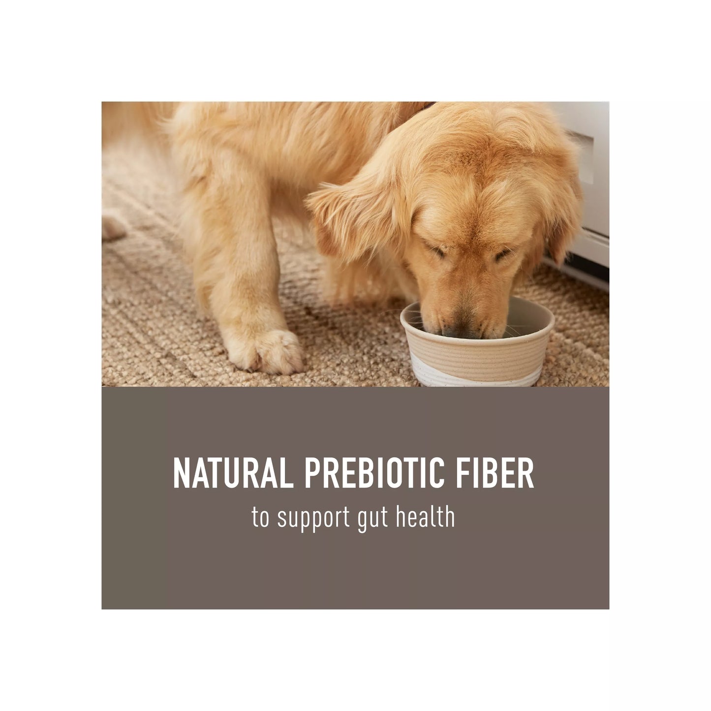 Simply Nourish® Natural Solutions Gut Health All Life Stage Dog Meal Topper - 3 Oz.