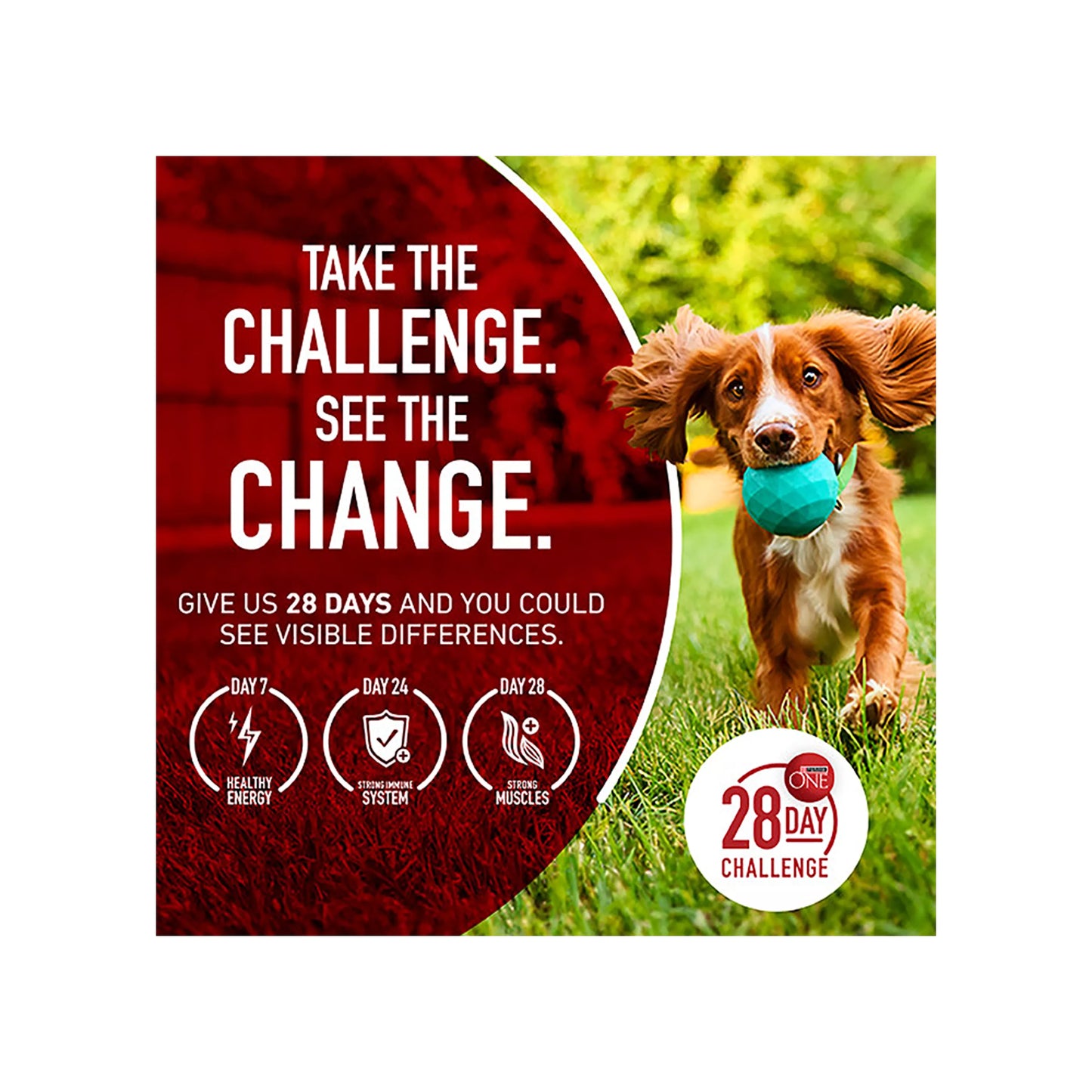 15x6 Can Packs Purina ONE Classic Ground Entree Variety Pack Wet Dog Food 13 oz 6 ct